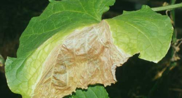 Proč se okraje listů okurek suší a co dělat